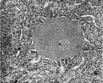 Rabies Virus .gif (77262 bytes)