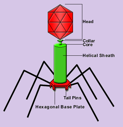T4 Bacteriophage 1.gif (15896 bytes)