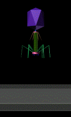 T4 Virus